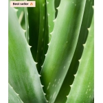 Single-Dose Sachet Set – Aloe Vera Face Cream - 4