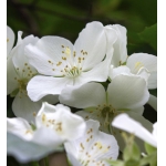 Blooming Skin - Women's Perfume - 3