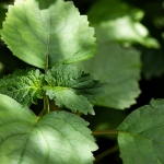 Dark Nectar - parfüüm meestele - 4