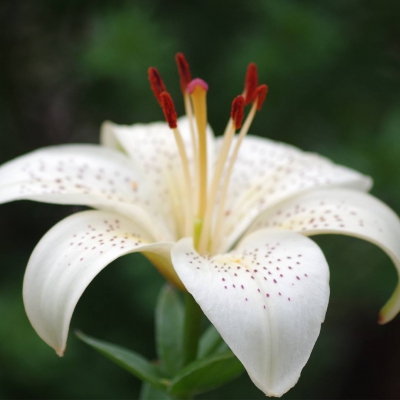 Scarlet Flame - luksuslik unisex parfüümi täitepudel