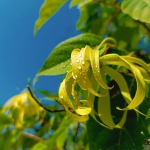 Scarlet Flame - luksuslik unisex parfüümi täitepudel - 4