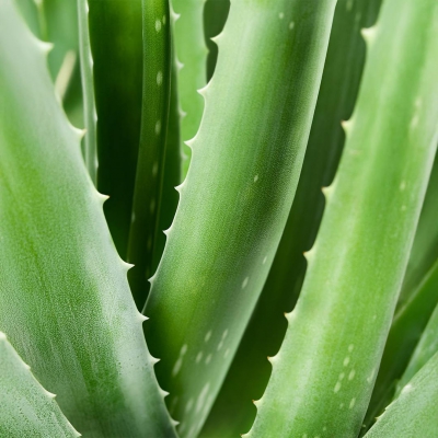 Aloe Vera suuvesi
