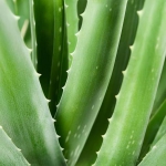 Aloe Vera 98% esmaabisprei - 150 ml - 3