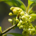 Eternal Love For Her - parfüüm - 4