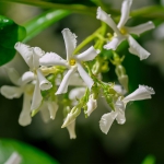 Eternal Love For Her - parfüüm - 4