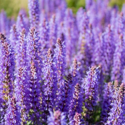 Eternal Love For Him - parfüüm