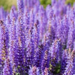 Eternal Love For Him - parfüüm - 2