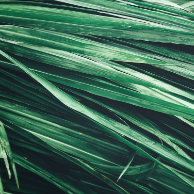 Eternal Love For Him - parfüüm